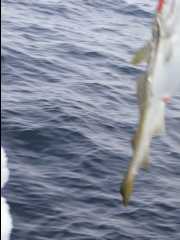 Cod Fishing41